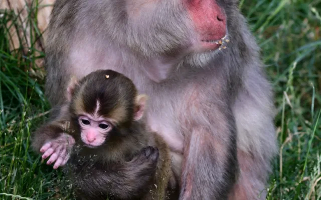Skupinka chronických útěkářů se rozrostla. V Olomoucké zoo se narodila dvojice makaků