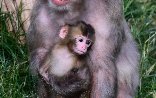 Skupinka chronických útěkářů se rozrostla. V Olomoucké zoo se narodila dvojice makaků