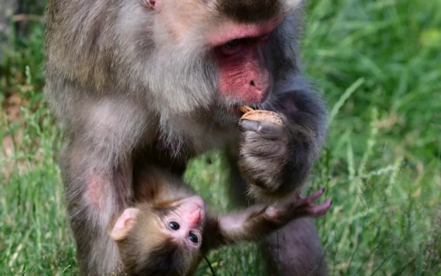 Skupinka chronických útěkářů se rozrostla. V Olomoucké zoo se narodila dvojice makaků
