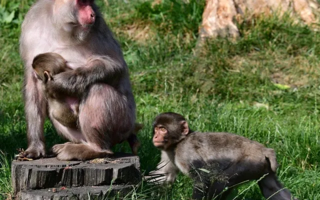 Skupinka chronických útěkářů se rozrostla. V Olomoucké zoo se narodila dvojice makaků