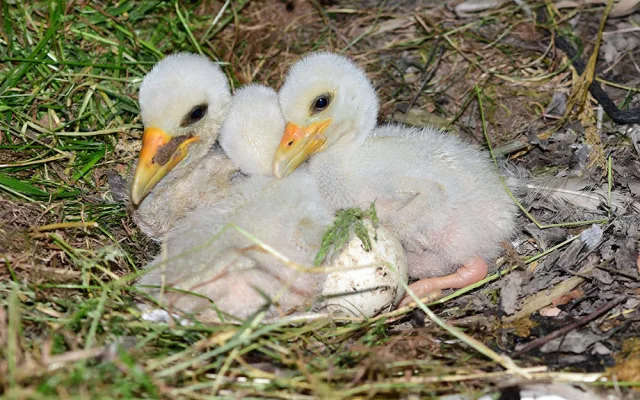 Čápi černí se v olomoucké zoologické zahradě uhnízdili na zemi vedle umělé čedičové skály ve voliéře zvané Bábovka