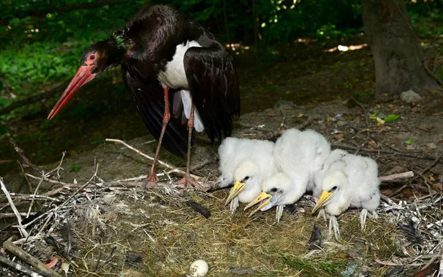 Čápi černí se v olomoucké zoologické zahradě uhnízdili na zemi vedle umělé čedičové skály ve voliéře zvané Bábovka