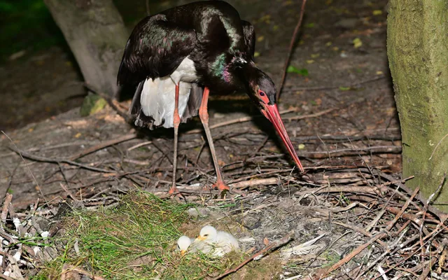 Čápi černí se v olomoucké zoologické zahradě uhnízdili na zemi vedle umělé čedičové skály ve voliéře zvané Bábovka