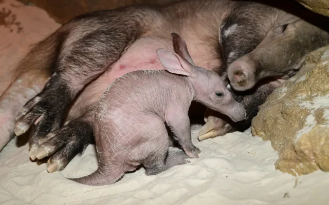 Olomoucká zoo dostala ocenění za narození mláděte vzácného hrabáče kapského