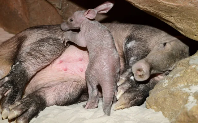 Olomoucká zoo dostala ocenění za narození mláděte vzácného hrabáče kapského