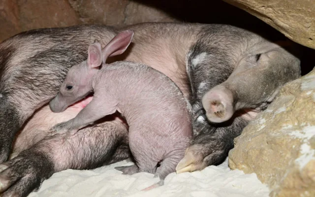 Olomoucká zoo dostala ocenění za narození mláděte vzácného hrabáče kapského