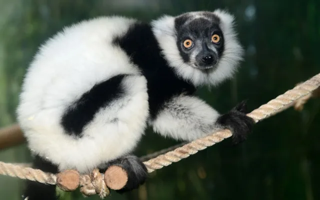 lemur