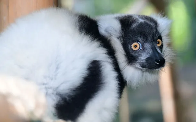 lemur