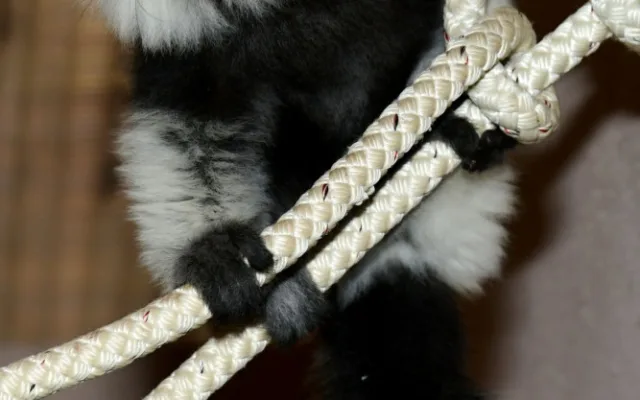 lemur