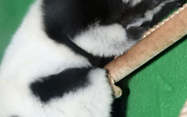 lemur
