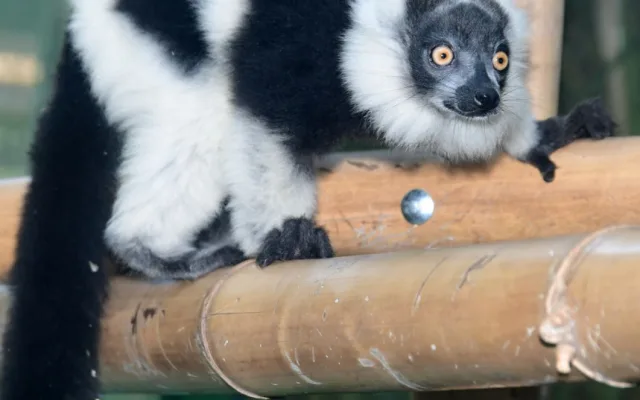 lemur