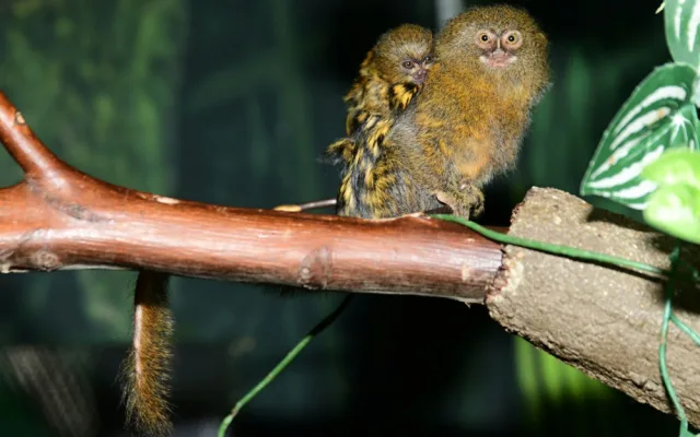 V olomoucké zoo je možno vidět mláďata nejmenších opic na světě, kosmanů zakrslých