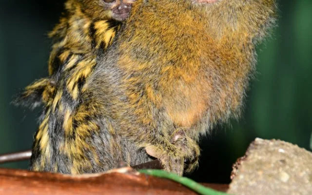 V olomoucké zoo je možno vidět mláďata nejmenších opic na světě, kosmanů zakrslých