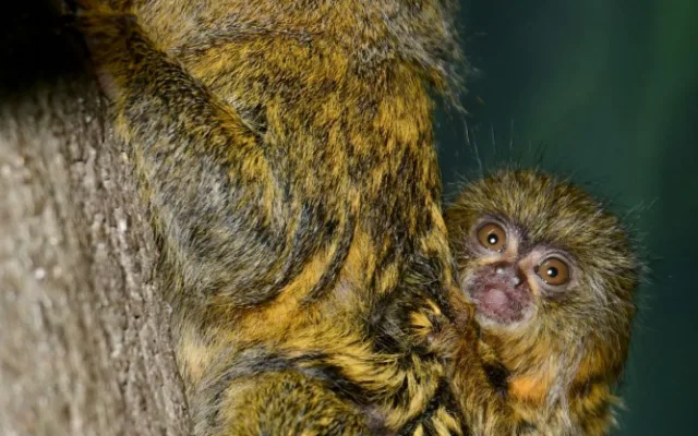 V olomoucké zoo je možno vidět mláďata nejmenších opic na světě, kosmanů zakrslých