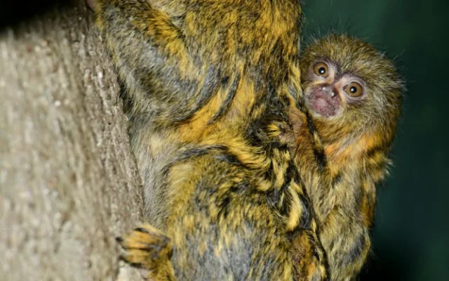 V olomoucké zoo je možno vidět mláďata nejmenších opic na světě, kosmanů zakrslých