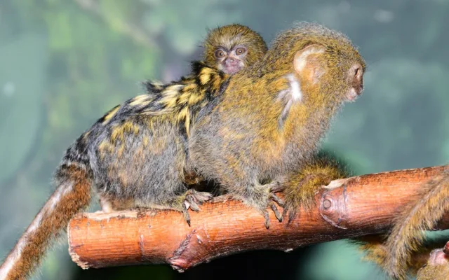 V olomoucké zoo je možno vidět mláďata nejmenších opic na světě, kosmanů zakrslých