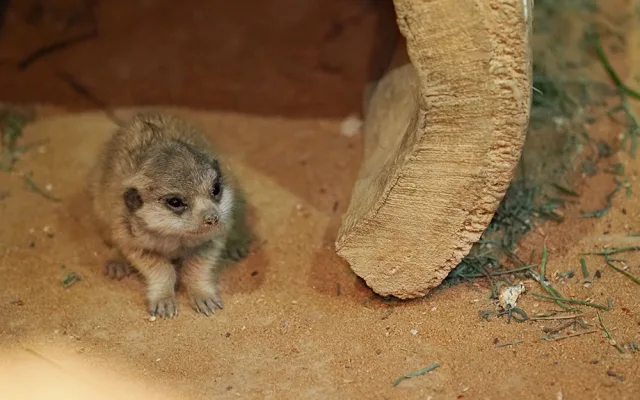 Olomoucká zoo odchovala od 70. let 20. století okolo stovky mláďat, letos v srpnu se narodila jedna samička