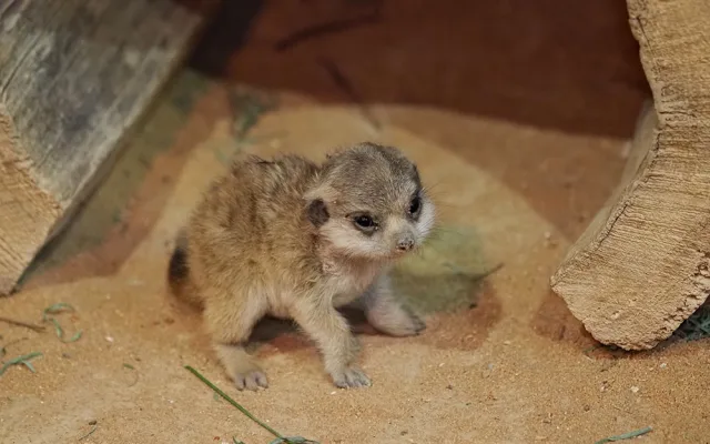 Olomoucká zoo odchovala od 70. let 20. století okolo stovky mláďat, letos v srpnu se narodila jedna samička