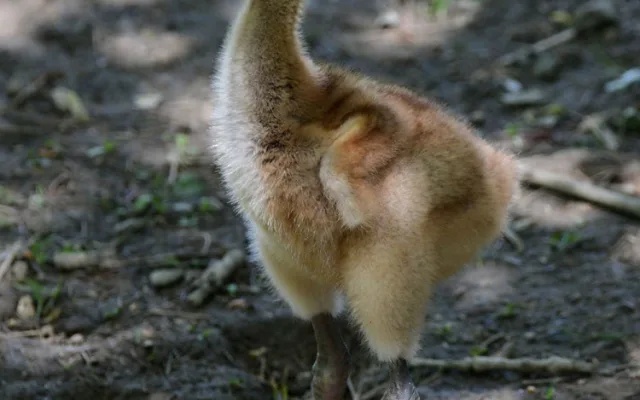 Ošetřovatelskému týmu olomoucké zoo se podařilo odchovat dvě mláďata jeřába mandžuského