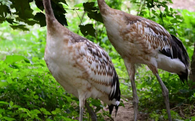 Ošetřovatelskému týmu olomoucké zoo se podařilo odchovat dvě mláďata jeřába mandžuského