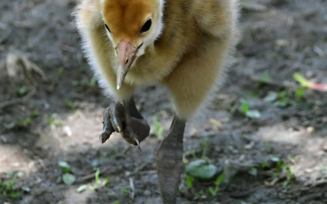 Ošetřovatelskému týmu olomoucké zoo se podařilo odchovat dvě mláďata jeřába mandžuského
