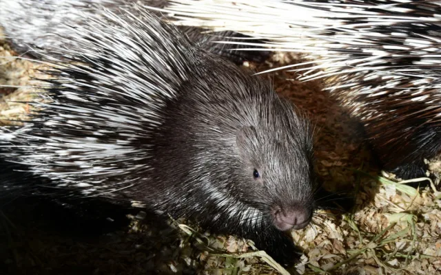 Olomoucká zoo přivítala mláďata dikobrazů. Narodilo se jich hned osm