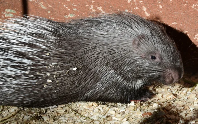 Olomoucká zoo přivítala mláďata dikobrazů. Narodilo se jich hned osm