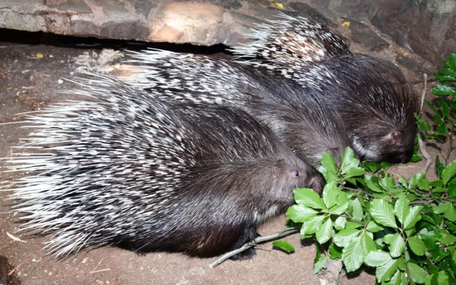 Olomoucká zoo přivítala mláďata dikobrazů. Narodilo se jich hned osm