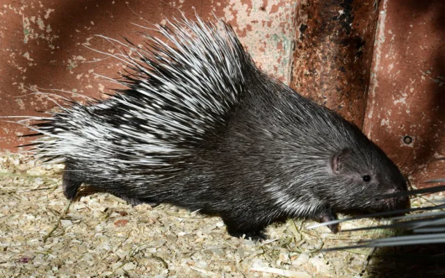 Olomoucká zoo přivítala mláďata dikobrazů. Narodilo se jich hned osm
