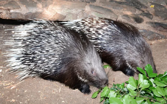 Olomoucká zoo přivítala mláďata dikobrazů. Narodilo se jich hned osm