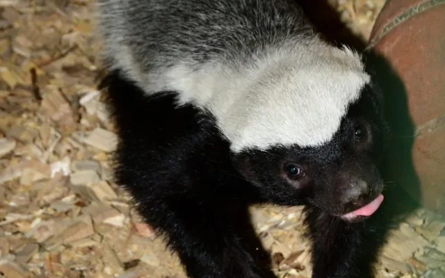 Po pěti měsících se v olomoucké zoo ukázalo mládě medojeda. Je to kluk