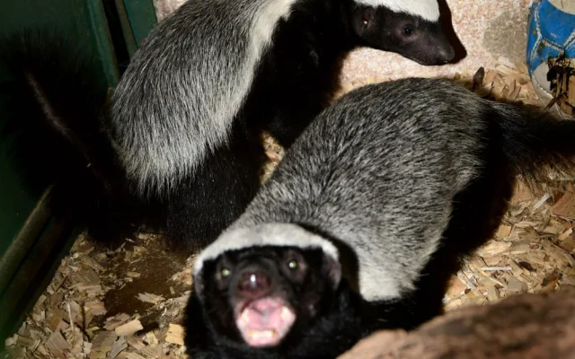 Po pěti měsících se v olomoucké zoo ukázalo mládě medojeda. Je to kluk