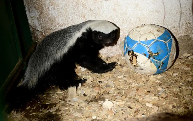 Po pěti měsících se v olomoucké zoo ukázalo mládě medojeda. Je to kluk
