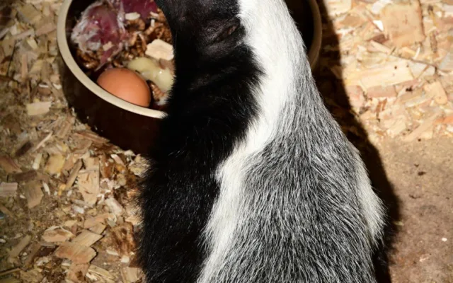 Po pěti měsících se v olomoucké zoo ukázalo mládě medojeda. Je to kluk