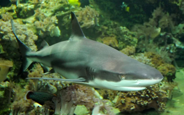 Olomoucká zoo poskytla azyl samici žraloka, jejíž akvárium zničilo tornádo