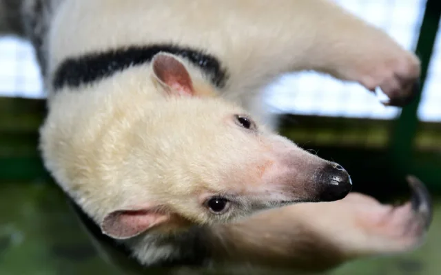 Samice mravenčíka Calamity z Frankfurtu nad Mohanem se zabydluje v olomoucké zoo