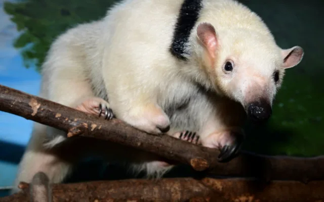 Samice mravenčíka Calamity z Frankfurtu nad Mohanem se zabydluje v olomoucké zoo