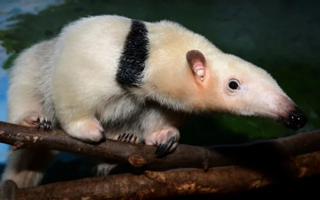 Samice mravenčíka Calamity z Frankfurtu nad Mohanem se zabydluje v olomoucké zoo