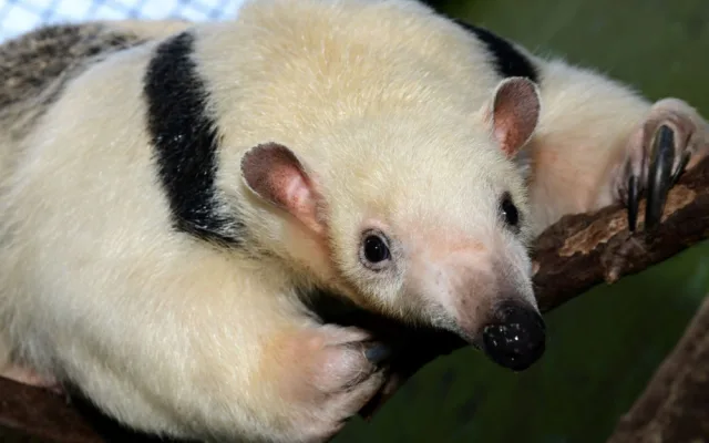 Samice mravenčíka Calamity z Frankfurtu nad Mohanem se zabydluje v olomoucké zoo