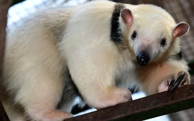 Samice mravenčíka Calamity z Frankfurtu nad Mohanem se zabydluje v olomoucké zoo