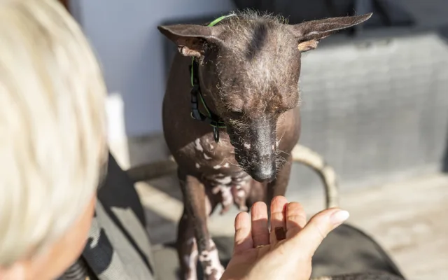 Jana Dohnalová ze Šternberku se věnuje canisterapii a felinoterapii. Za klienty jezdí s fenkami peruánského naháče, bernského salašnického psa a s kocourem Jonášem