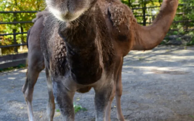 Olomoucká zoo získala pár mláďat velblouda jednohrbého
