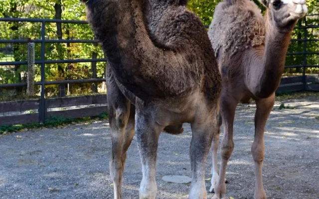Olomoucká zoo získala pár mláďat velblouda jednohrbého