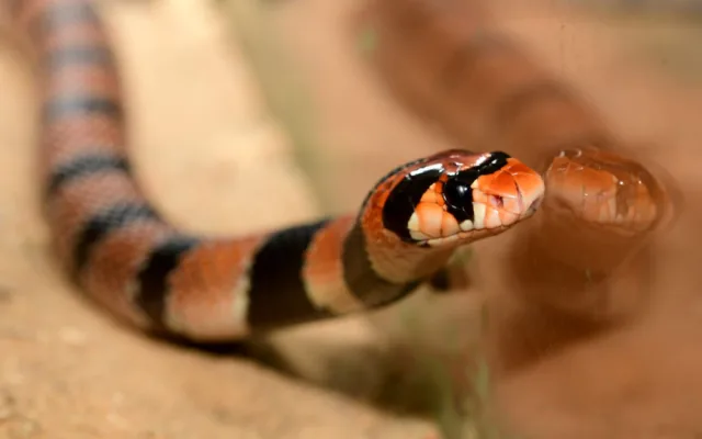 V olomoucké zoo se vylíhlo devět jedovatých hadů. Už se začali svlékat