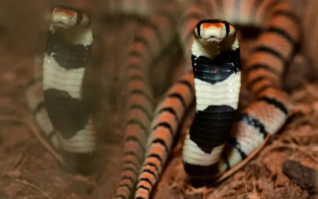 V olomoucké zoo se vylíhlo devět jedovatých hadů. Už se začali svlékat