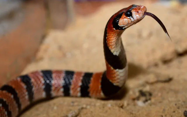 V olomoucké zoo se vylíhlo devět jedovatých hadů. Už se začali svlékat