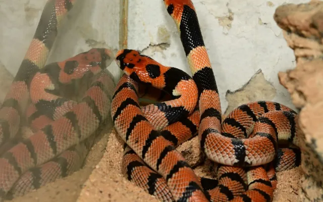 V olomoucké zoo se vylíhlo devět jedovatých hadů. Už se začali svlékat