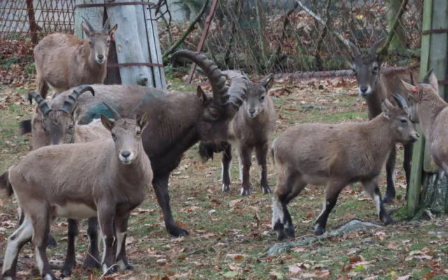 Olomoucká zoo má dva nové kozorožce. Je největším chovatelem na světě