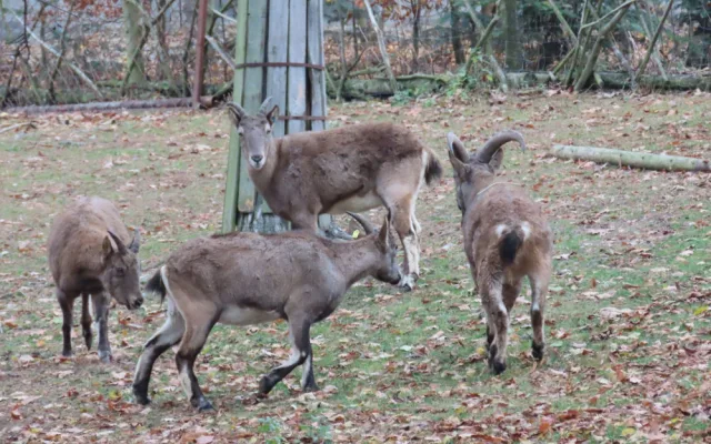 Olomoucká zoo má dva nové kozorožce. Je největším chovatelem na světě