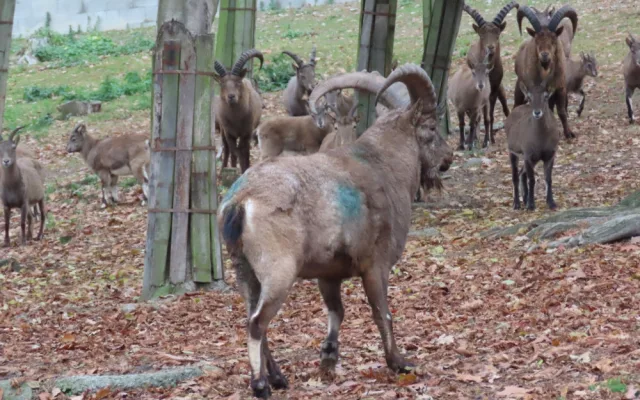 Olomoucká zoo má dva nové kozorožce. Je největším chovatelem na světě